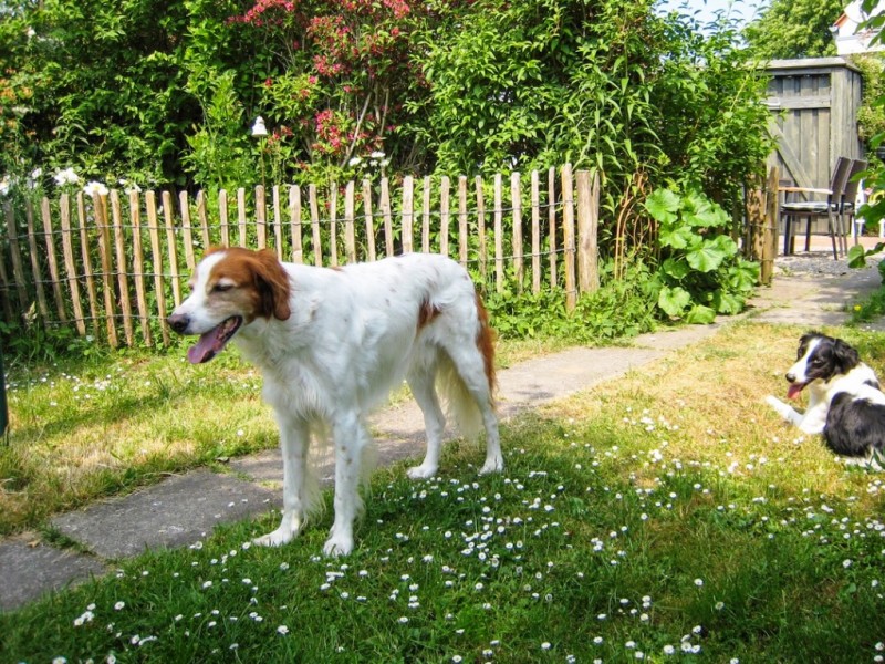 Ferienhaus SchleswigHolstein mit Hund Lenareisen