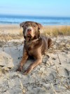 4 Pfötchen Alarm -Dogfluencer Henri hat entschieden: TOP Hundestrand!
