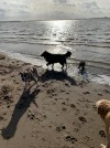 Ferienhaus an der Elbe: nun 3 Hunde willkommen! Kurzbuchungen möglich!