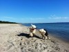Urlaub mit Hund und Stil – 3 Top Häuser an der Ostsee
